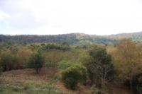 画像：プエラリアの栽培農園