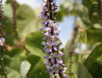 プエラリア（白ガウクルア）の花