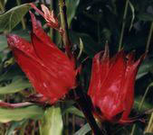 カチアップデーン