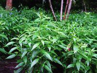 ファータライチョン