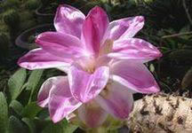 ワーンチャックモッルーク