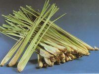 タクライ　レモングラス