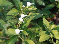 トーンファンチャン　白鶴霊芝
