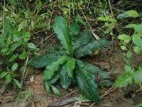 ド.マイルーロム